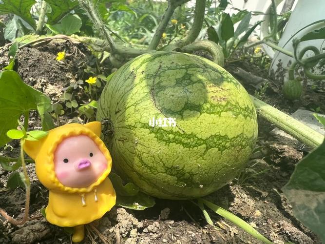 有哪些你一定不会卸的手机软件「番茄西瓜怎么种植视频教程」 有哪些你一定不会卸的手机软件「番茄西瓜怎么种植视频教程」 番茄病虫害防治