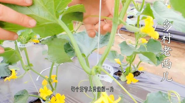 黄瓜怎样整枝结的瓜一串一串的「蔬菜种植小技巧黄瓜视频教程」 黄瓜怎样整枝结的瓜一串一串的「蔬菜种植小技巧黄瓜视频教程」 土壤施肥