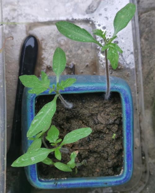 怎样培育番茄芽苗「大树番茄树怎么种植的视频」 怎样培育番茄芽苗「大树番茄树怎么种植的视频」 农业常识