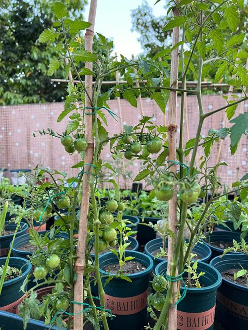 西红柿树结果了怎么打架子「番茄挂果怎么种植视频」 西红柿树结果了怎么打架子「番茄挂果怎么种植视频」 花朵知识