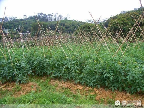 为何国外种西红柿不搭架子「美国是怎么种植番茄的」 为何国外种西红柿不搭架子「美国是怎么种植番茄的」 农业常识