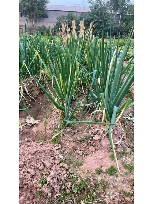 大葱可以和什么蔬菜一起种植「葱和番茄怎么种植视频」 大葱可以和什么蔬菜一起种植「葱和番茄怎么种植视频」 番茄病虫害防治