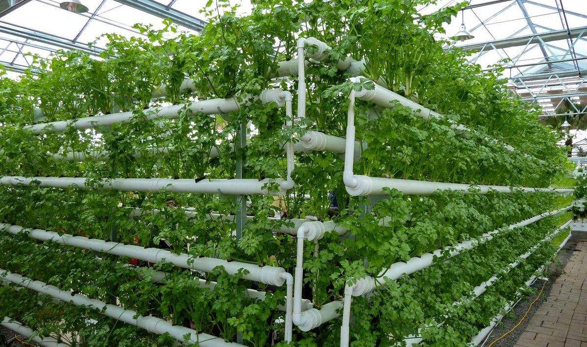 蔬菜立体种植有什么方式「创意蔬菜种植小技巧有哪些」 蔬菜立体种植有什么方式「创意蔬菜种植小技巧有哪些」 番茄种植技巧