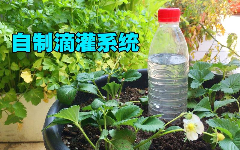 蔬菜如何进行合理浇水「蔬菜种植的浇水小技巧视频」 蔬菜如何进行合理浇水「蔬菜种植的浇水小技巧视频」 番茄病虫害防治