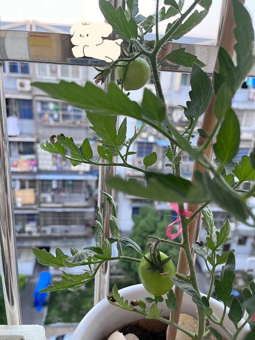 麻雀啄番茄苗怎么办「种植番茄怎么不被鸟吃掉」 麻雀啄番茄苗怎么办「种植番茄怎么不被鸟吃掉」 番茄病虫害防治
