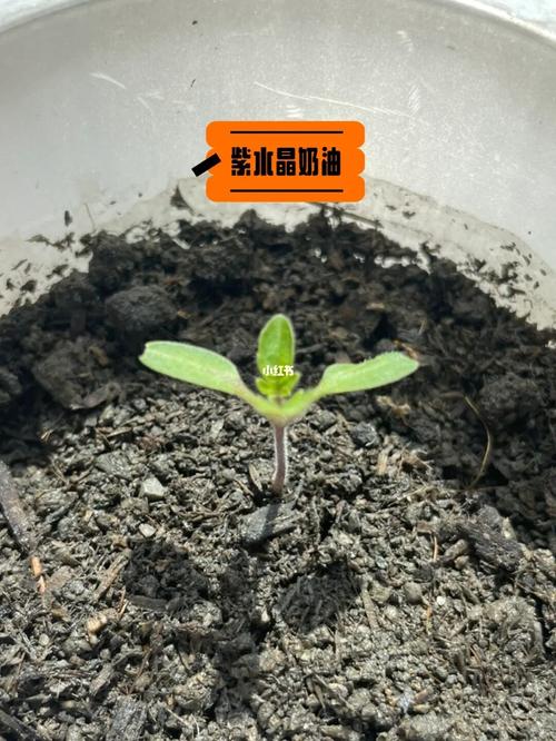 苗苗二胎生了吗「小番茄苗苗怎么种植视频教程」 苗苗二胎生了吗「小番茄苗苗怎么种植视频教程」 农业常识