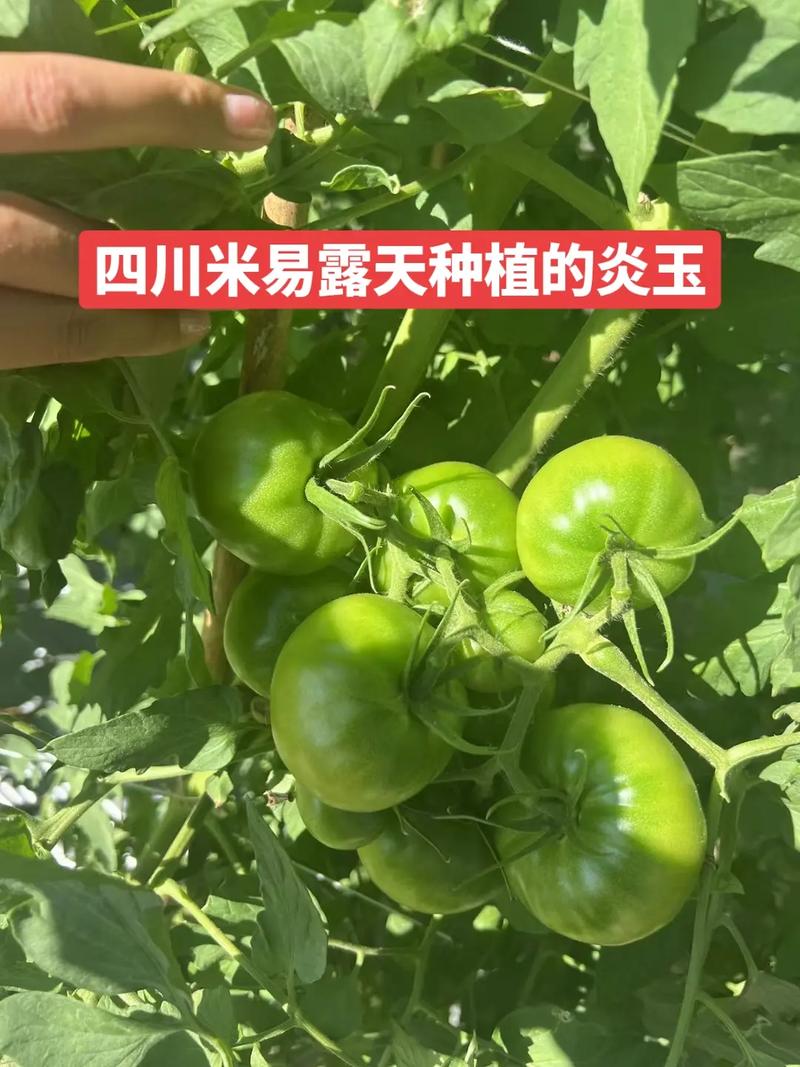 番茄怎样坐果多「怎么种植番茄产量高呢」 番茄怎样坐果多「怎么种植番茄产量高呢」 花朵知识