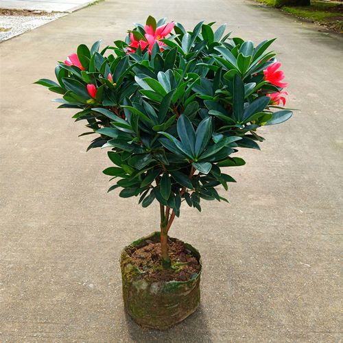 移栽到地里的老桩杜鹃四季红不生根该怎么办「四季红蔬菜种植技巧和方法」 移栽到地里的老桩杜鹃四季红不生根该怎么办「四季红蔬菜种植技巧和方法」 土壤施肥