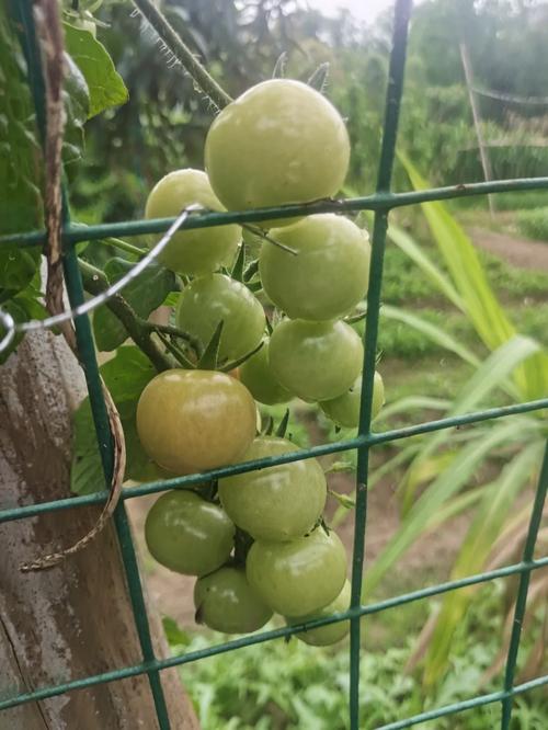 瀑布番茄的种植时间与方法「瀑布番茄阳台怎么种植的」 瀑布番茄的种植时间与方法「瀑布番茄阳台怎么种植的」 番茄病虫害防治
