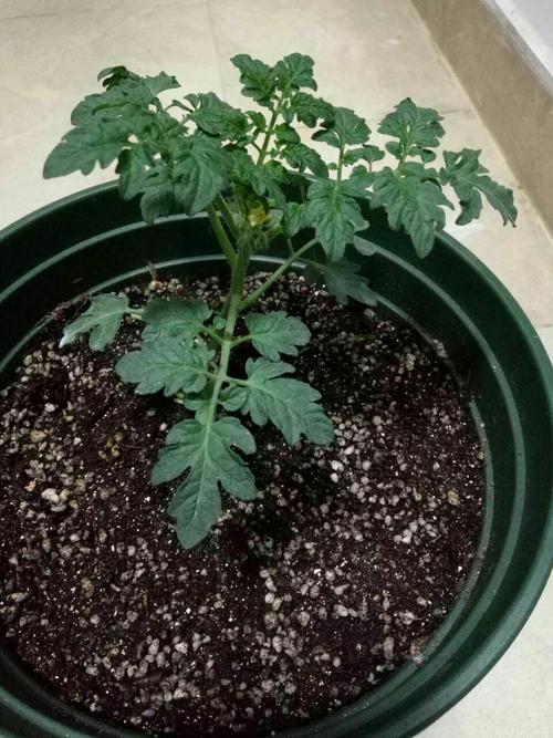 太空番茄种子种植方法「超圆番茄种子怎么种植视频」 太空番茄种子种植方法「超圆番茄种子怎么种植视频」 植物种类