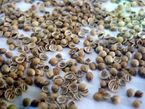 香肉菜什么时候播种「蔬菜种植技巧直播视频教程」 香肉菜什么时候播种「蔬菜种植技巧直播视频教程」 农业常识