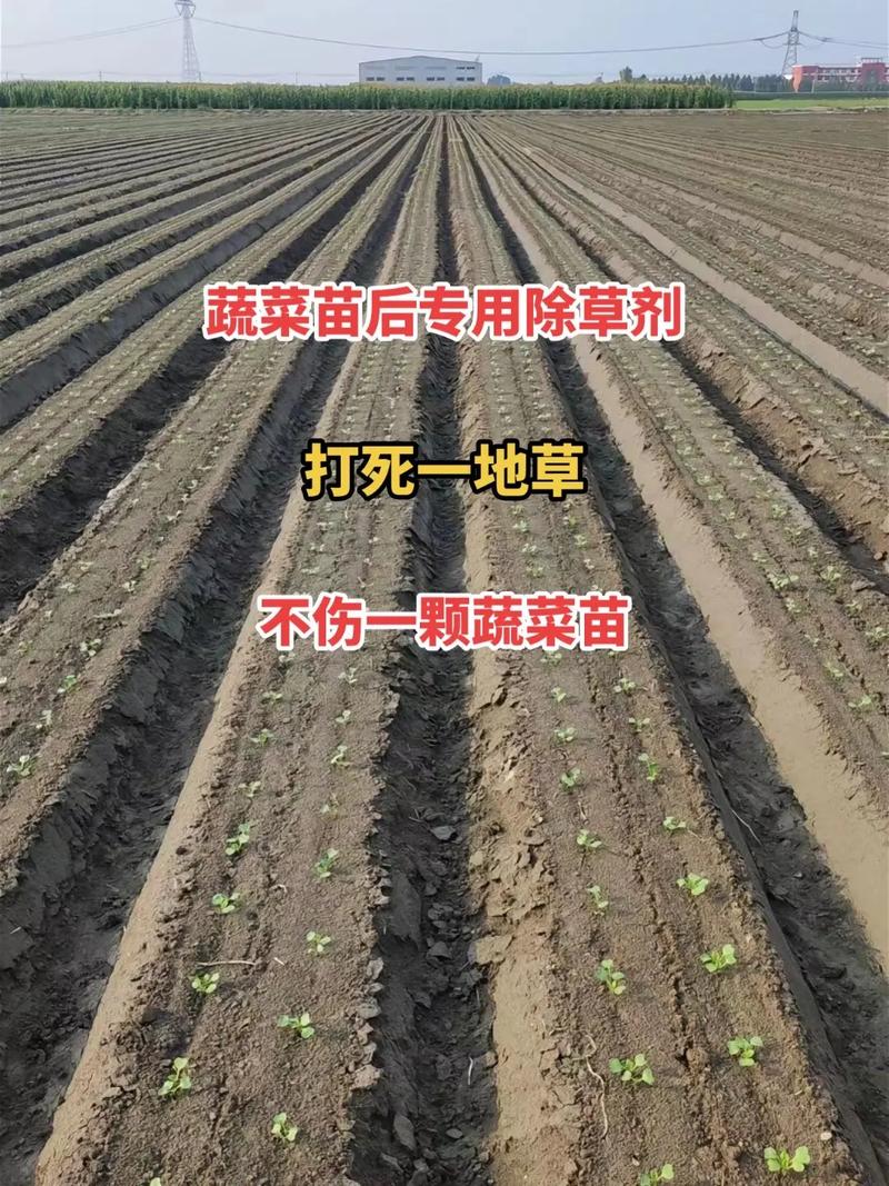 农村里栽植或种植蔬菜有什么好的方法不用除草剂「精品蔬菜种植技巧图解法视频」 农村里栽植或种植蔬菜有什么好的方法不用除草剂「精品蔬菜种植技巧图解法视频」 花朵知识