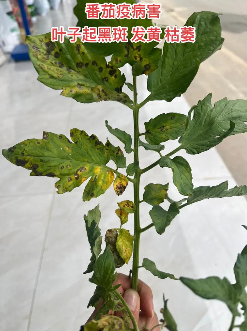番茄苗叶片发黄是什么原因「种植番茄黄叶怎么回事啊」 番茄苗叶片发黄是什么原因「种植番茄黄叶怎么回事啊」 番茄病虫害防治