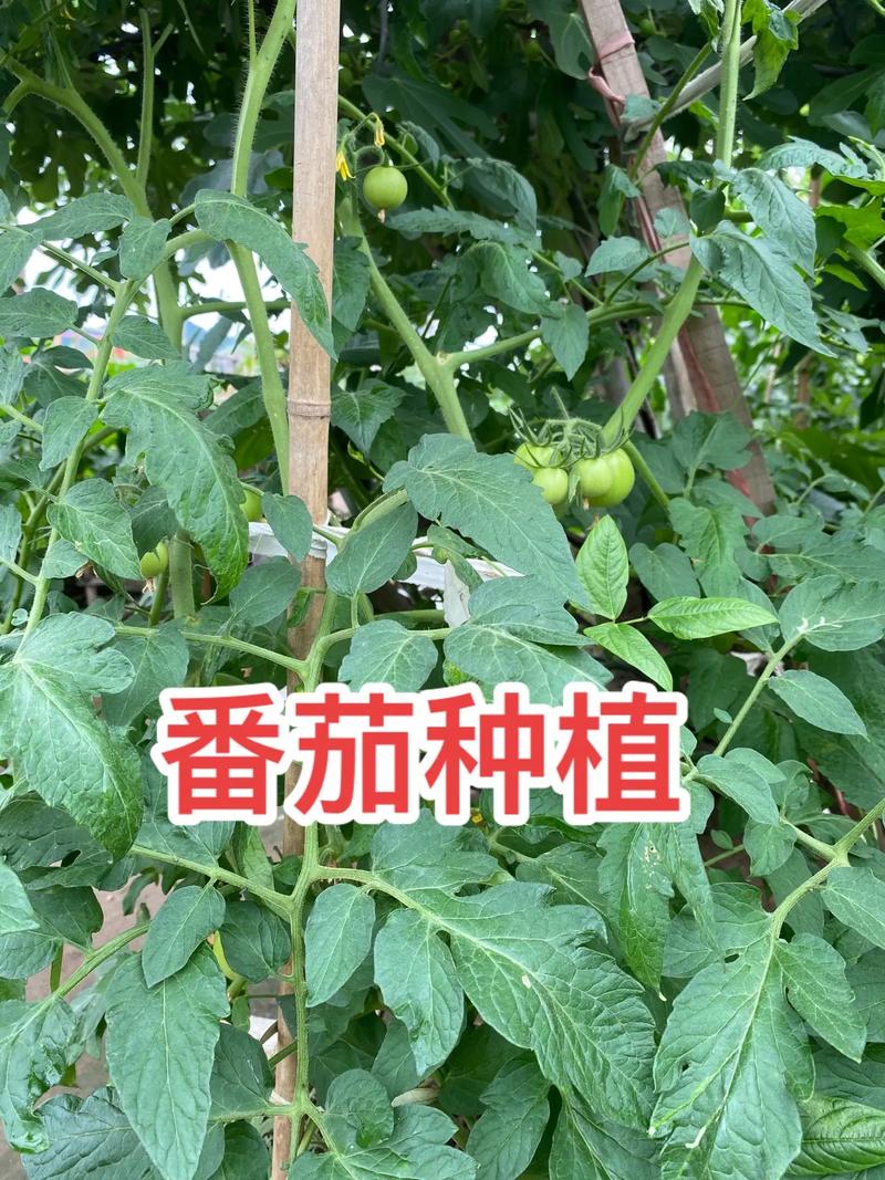 西红柿栽培的基本方法「用西红柿怎么种植番茄视频」 西红柿栽培的基本方法「用西红柿怎么种植番茄视频」 植物种类