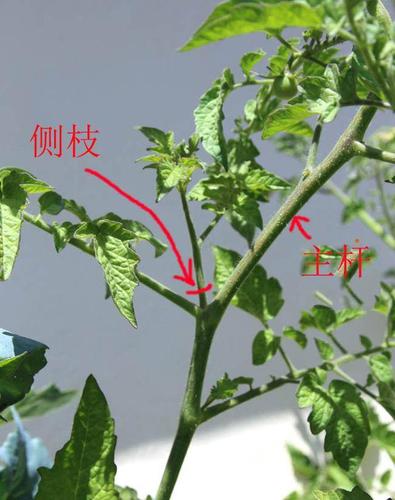 栽西红柿秧子的正确方式「怎么种植番茄秧苗」 栽西红柿秧子的正确方式「怎么种植番茄秧苗」 花朵知识