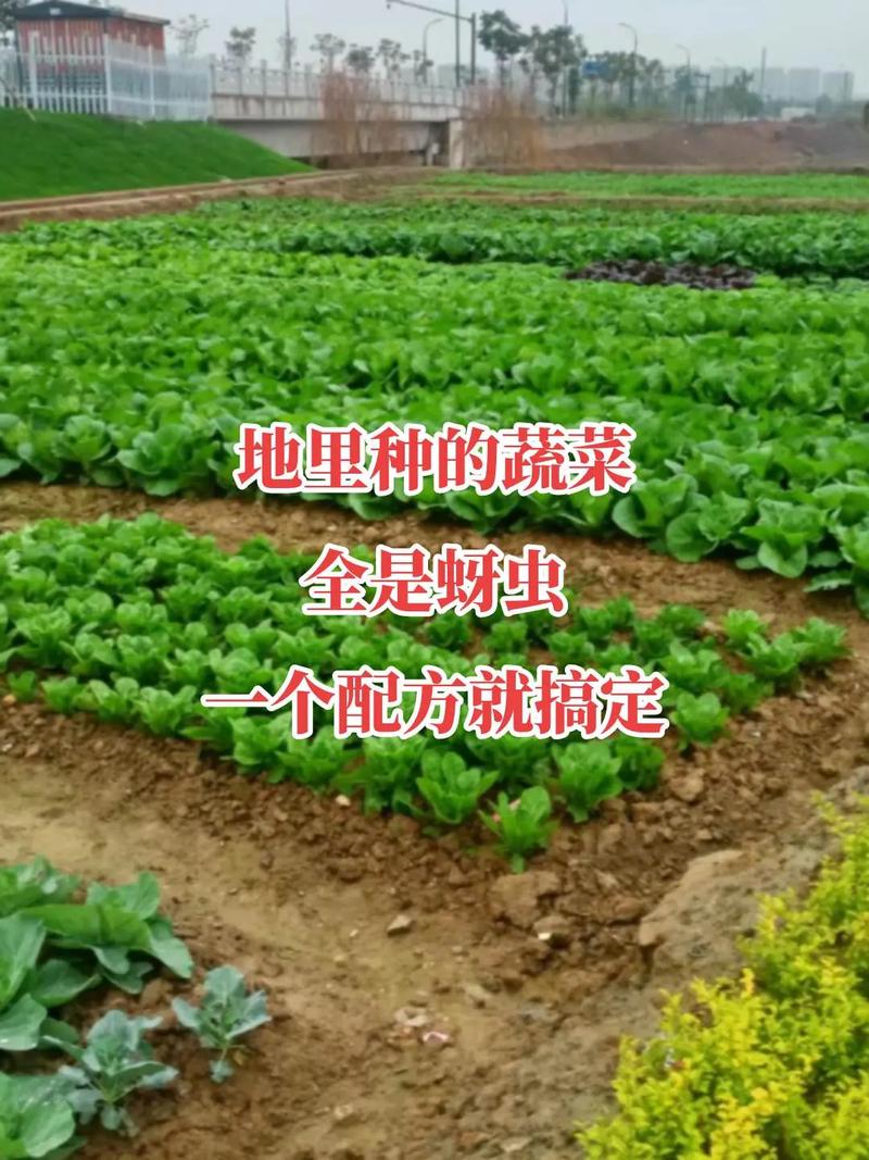 我是三农领域创作者，现在在西安市，怎么发垂直的视频「蔬菜种植拍摄技巧和方法视频」 我是三农领域创作者，现在在西安市，怎么发垂直的视频「蔬菜种植拍摄技巧和方法视频」 植物种类