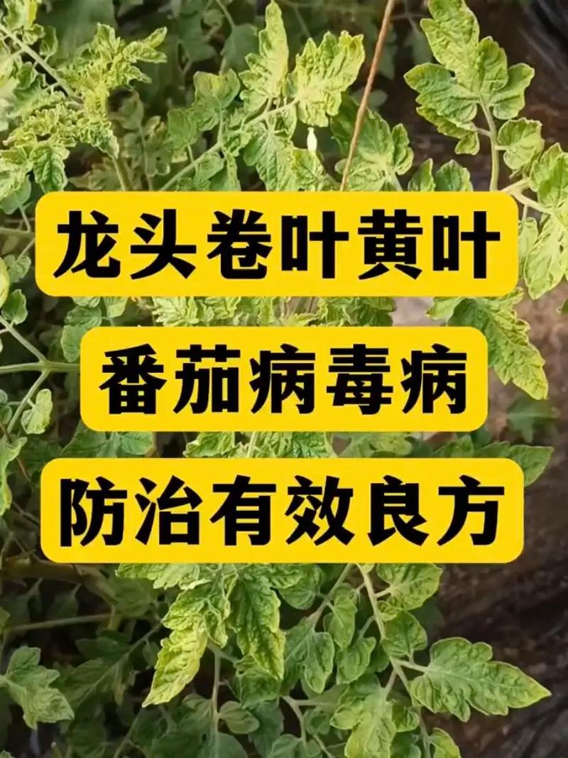 番茄病毒病危害大、传播快，该如何快速有效的防控「番茄怎么种植不发病呢视频」 番茄病毒病危害大、传播快，该如何快速有效的防控「番茄怎么种植不发病呢视频」 番茄种植技巧