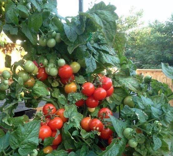 阳台种番茄要怎么施肥和浇水「怎么种番茄阳台种植的视频」 阳台种番茄要怎么施肥和浇水「怎么种番茄阳台种植的视频」 花朵知识