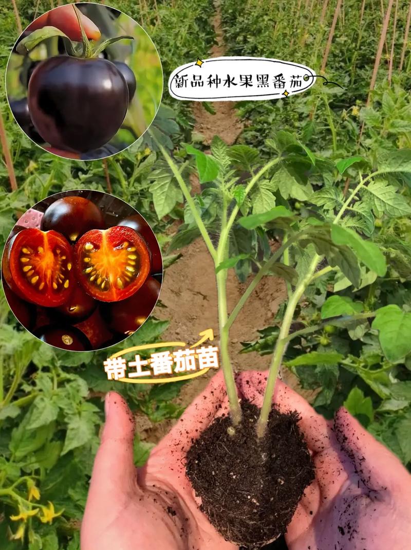 番茄蛋朵视频做法「水果番茄苗怎么种植视频教程」 番茄蛋朵视频做法「水果番茄苗怎么种植视频教程」 花朵知识