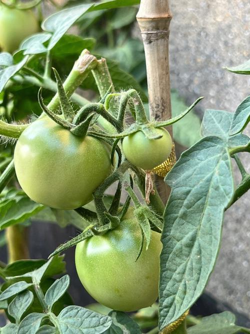 大树番茄的腌制方法「种植大树番茄怎么种好看视频」 大树番茄的腌制方法「种植大树番茄怎么种好看视频」 番茄病虫害防治