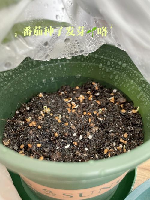 口袋阅2代如何安装应用「番茄口袋种子怎么种植视频」 口袋阅2代如何安装应用「番茄口袋种子怎么种植视频」 农业常识