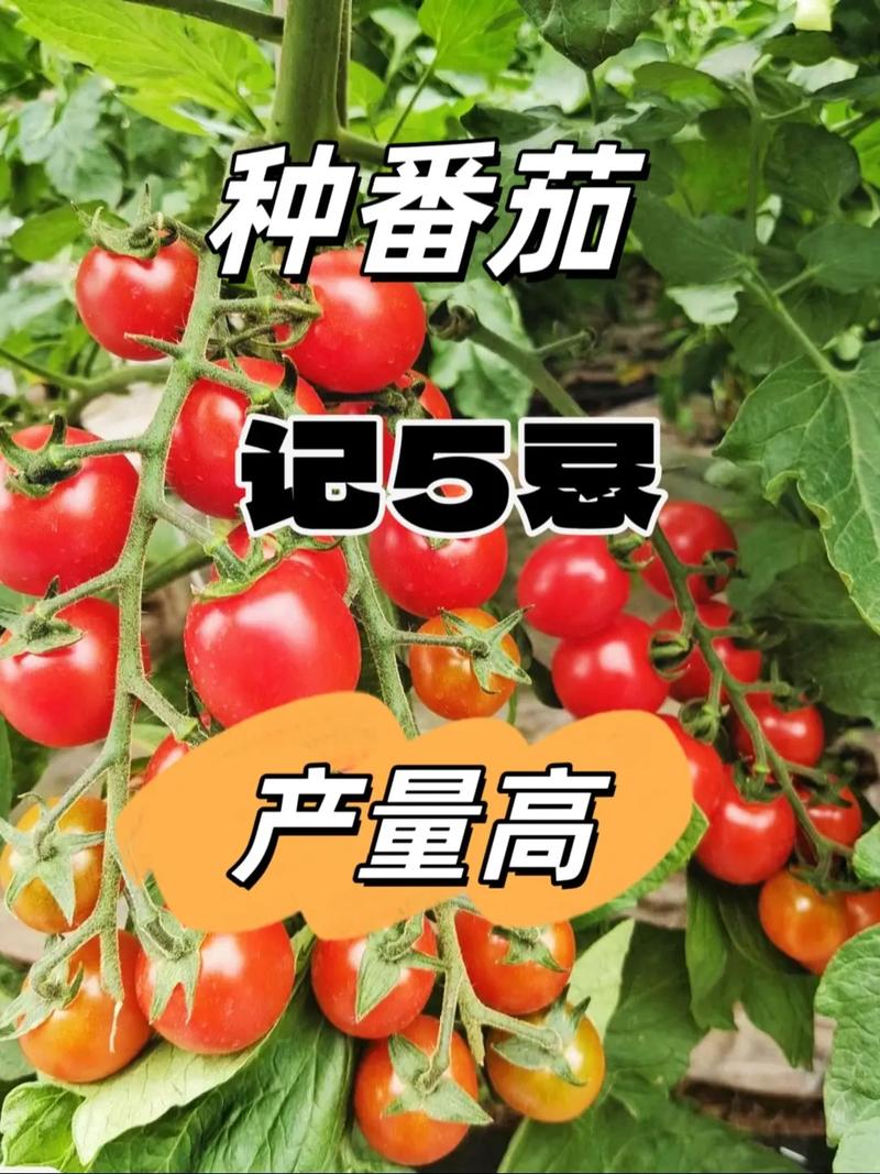 西红柿怎么样才能高产「番茄怎么种植最高产量」 西红柿怎么样才能高产「番茄怎么种植最高产量」 番茄种植技巧