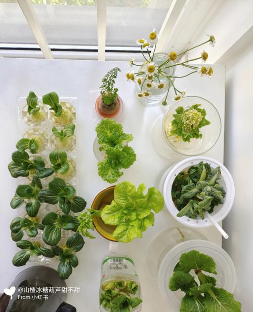 水培蔬菜的根部浸在液体中多久会烂，什么蔬菜适合水培「烂地蔬菜种植小技巧视频」 水培蔬菜的根部浸在液体中多久会烂，什么蔬菜适合水培「烂地蔬菜种植小技巧视频」 植物种类