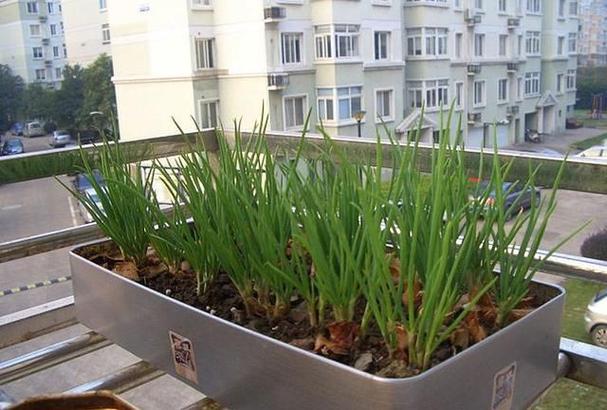 夏天的阳台温度太高了，适合种一些什么叶菜类的蔬菜「蔬菜种植技巧夏天吃什么好」 夏天的阳台温度太高了，适合种一些什么叶菜类的蔬菜「蔬菜种植技巧夏天吃什么好」 花朵知识