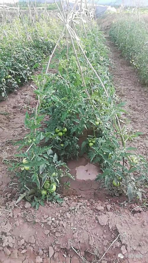露天怎样种好西红柿「露天种的番茄怎么种植视频」 露天怎样种好西红柿「露天种的番茄怎么种植视频」 农业常识