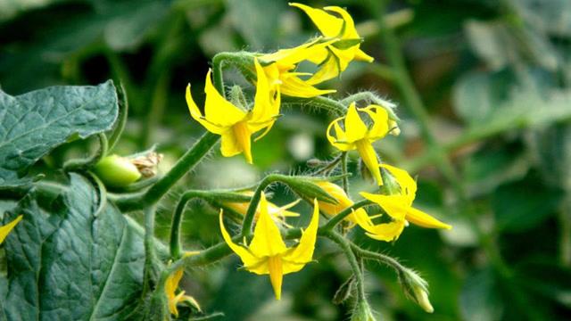 番茄点花遇雨重新点花吗「番茄雨后怎么种植视频」 番茄点花遇雨重新点花吗「番茄雨后怎么种植视频」 土壤施肥