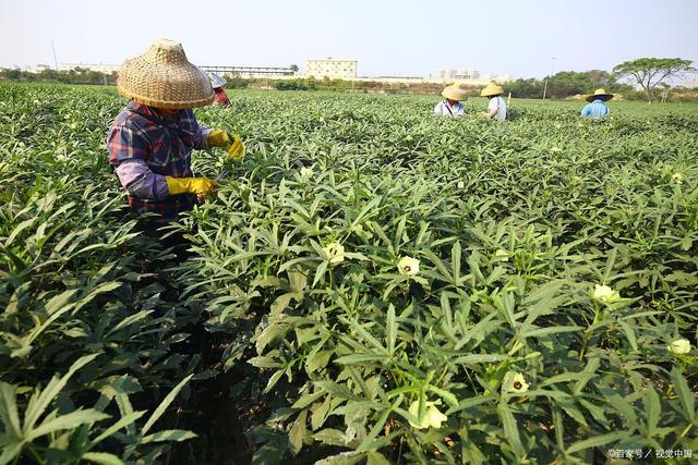 立秋广西种什么蔬菜最好「广西蔬菜种植小技巧图片大全」 立秋广西种什么蔬菜最好「广西蔬菜种植小技巧图片大全」 番茄种植技巧