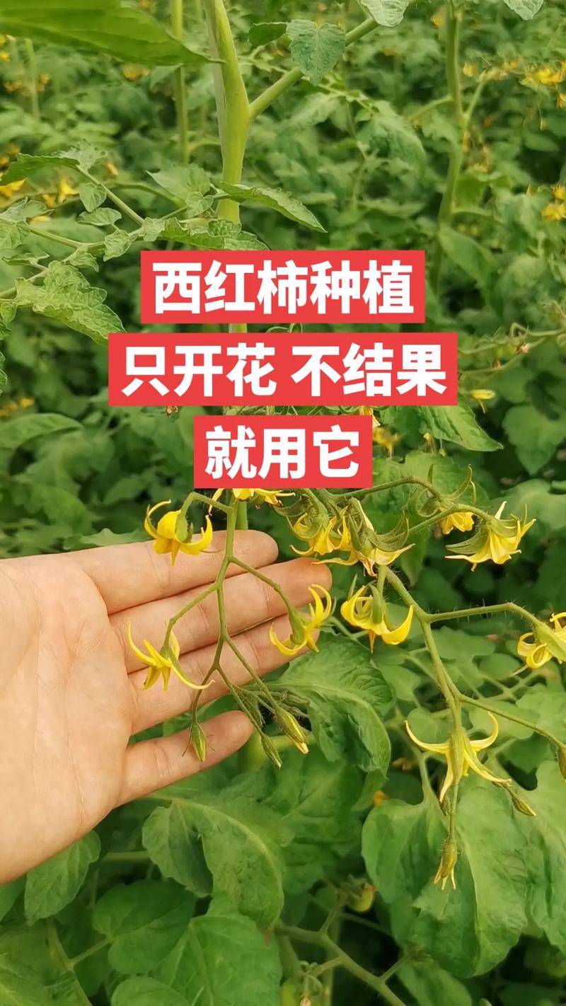 在夏季番茄保花保果方法有哪些「番茄夏天怎么种植视频」 在夏季番茄保花保果方法有哪些「番茄夏天怎么种植视频」 种植技巧