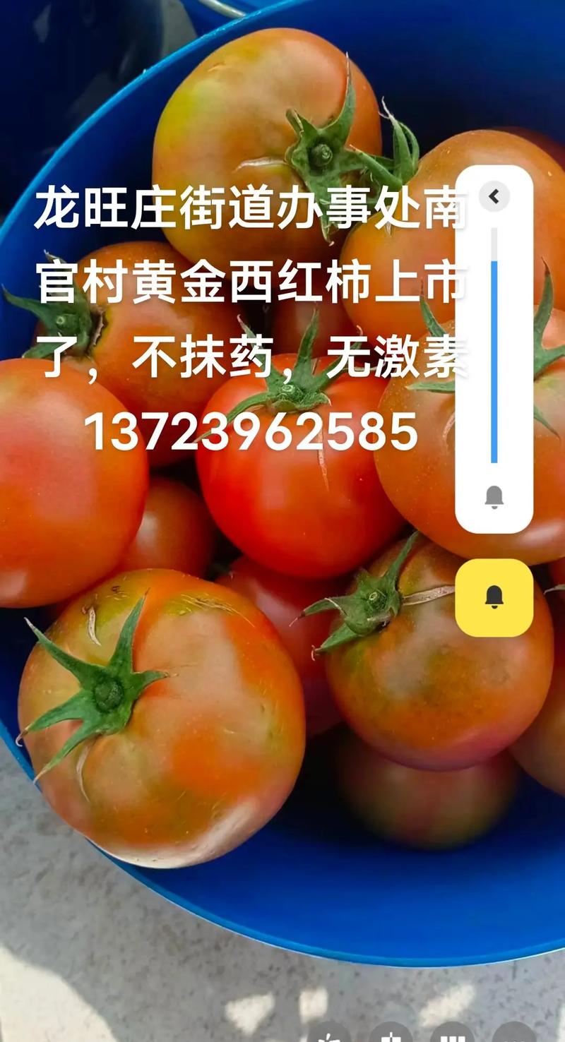 世界三大番茄黄金产区之一「黄金番茄怎么种植的好吃呢」 世界三大番茄黄金产区之一「黄金番茄怎么种植的好吃呢」 土壤施肥