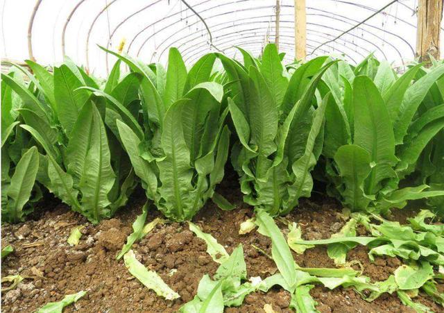 农村春季种植哪些蔬菜容易管理呢「春天蔬菜种植搭配技巧视频」 农村春季种植哪些蔬菜容易管理呢「春天蔬菜种植搭配技巧视频」 花朵知识