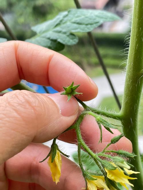 番茄授粉的最佳方法「室内番茄如何授粉」 番茄授粉的最佳方法「室内番茄如何授粉」 农业常识