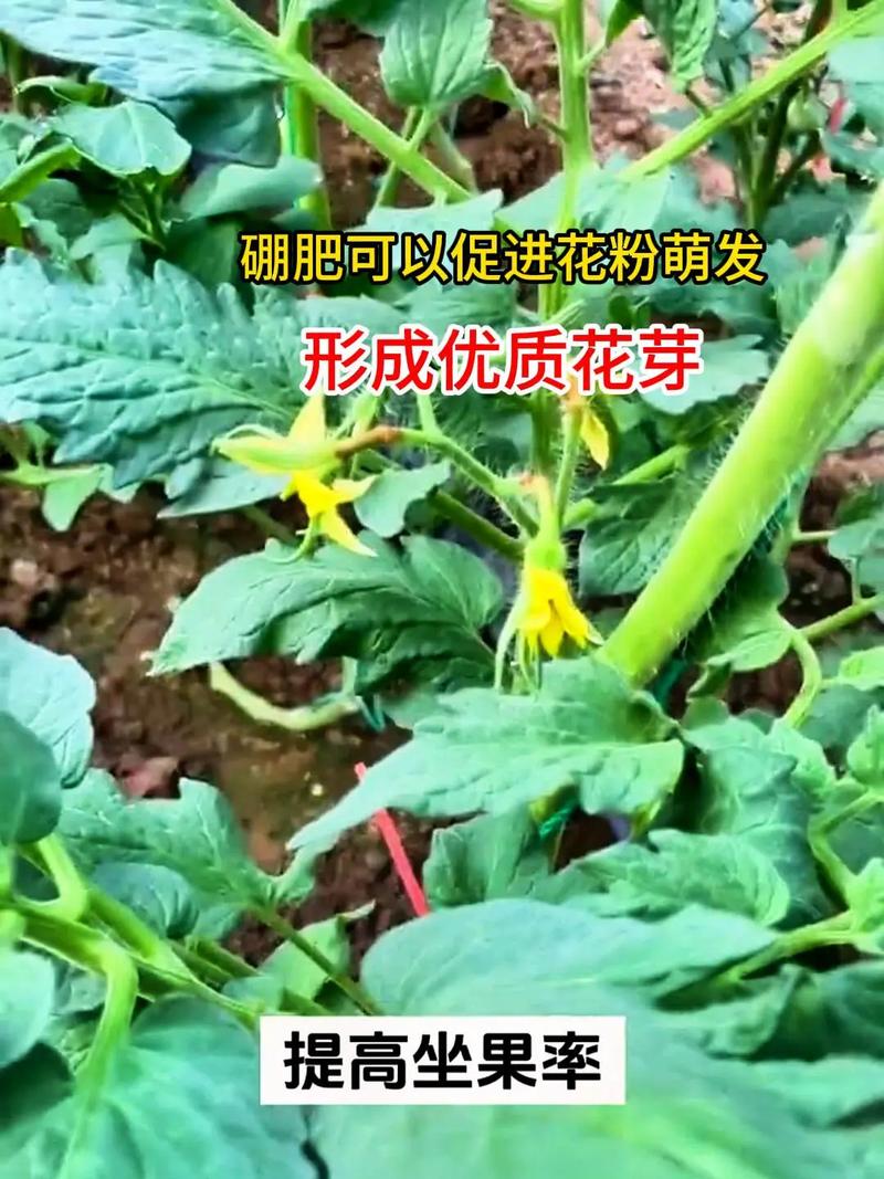 西红柿在开花前能打硼和钙肥吗？有哪些需要注意的「种植番茄缺钙怎么补充」 西红柿在开花前能打硼和钙肥吗？有哪些需要注意的「种植番茄缺钙怎么补充」 番茄病虫害防治