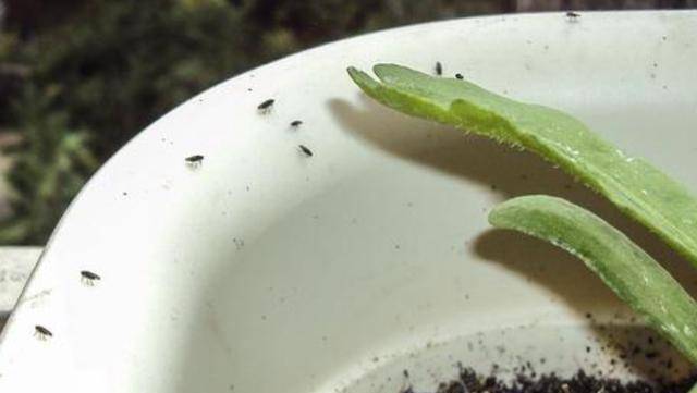 怎样清除花盆面的“黑飞”「番茄黄虫怎么种植视频」 怎样清除花盆面的“黑飞”「番茄黄虫怎么种植视频」 植物种类