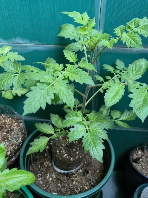 阳台种的西红柿个高不挂果怎么办「阳台番茄没阳光怎么种植呢」 阳台种的西红柿个高不挂果怎么办「阳台番茄没阳光怎么种植呢」 花朵知识