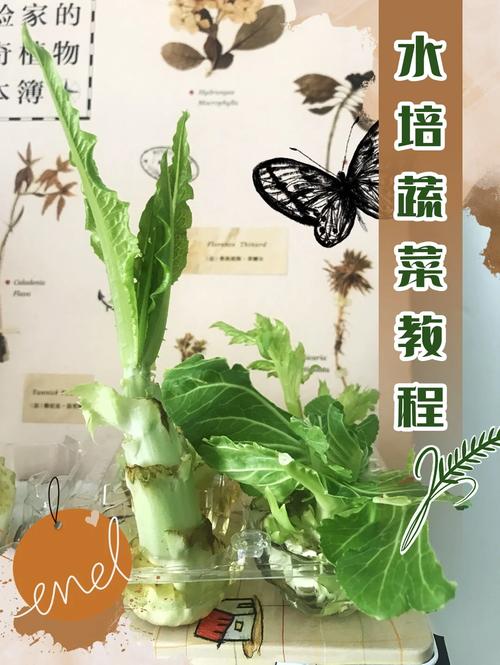如何水培蔬菜「水培蔬菜种植小技巧视频」 如何水培蔬菜「水培蔬菜种植小技巧视频」 番茄病虫害防治