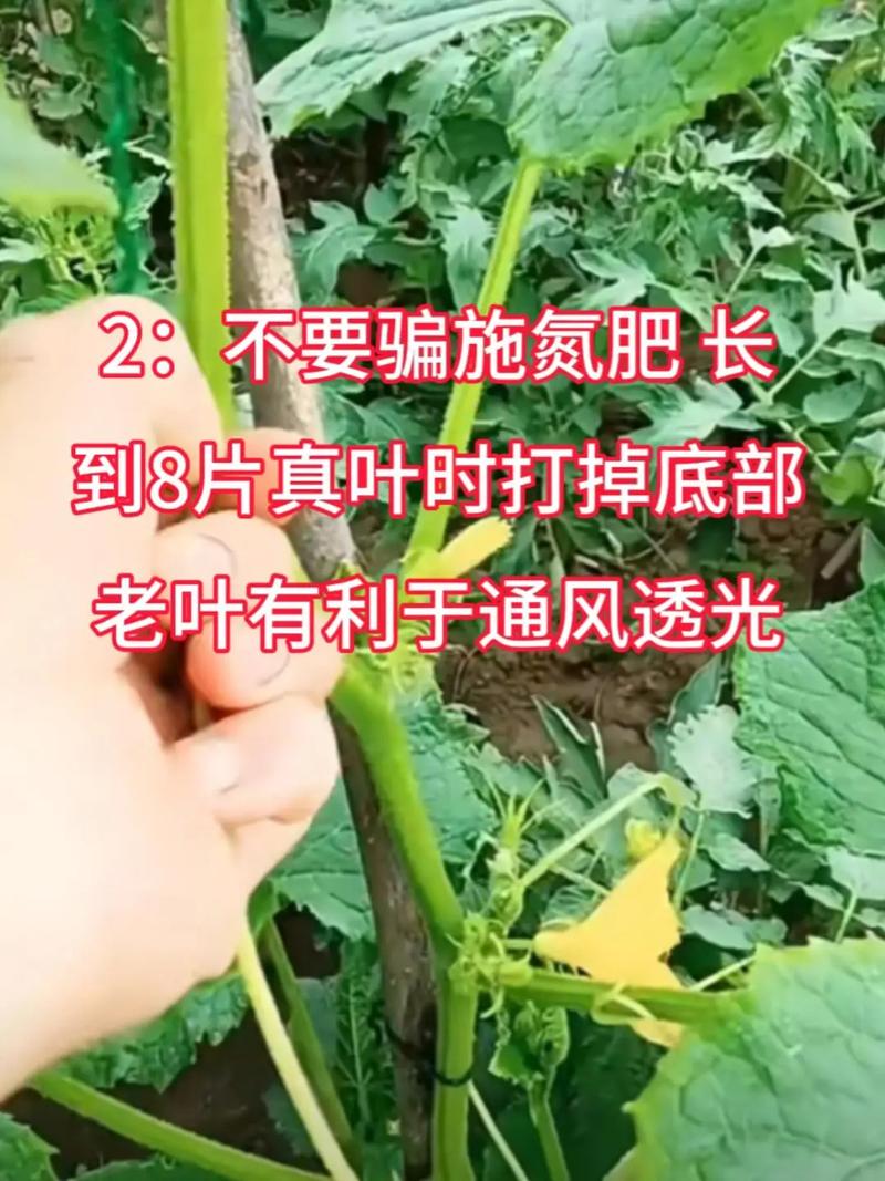 黄瓜的种植方法「蔬菜种植小技巧黄瓜视频」 黄瓜的种植方法「蔬菜种植小技巧黄瓜视频」 番茄病虫害防治