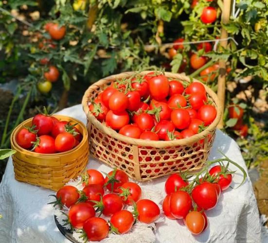 西红柿最好品种排名「种植白兰地番茄怎么种植的」 西红柿最好品种排名「种植白兰地番茄怎么种植的」 种植技巧
