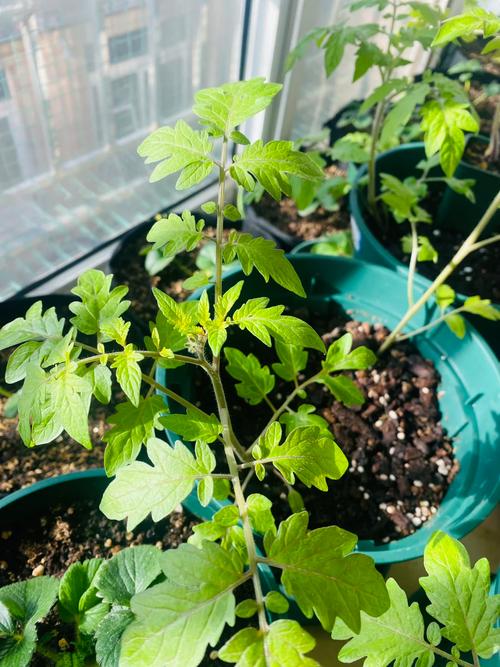 番茄定植后连遇阴天会怎样「番茄种植阴天怎么处理好」 番茄定植后连遇阴天会怎样「番茄种植阴天怎么处理好」 花朵知识