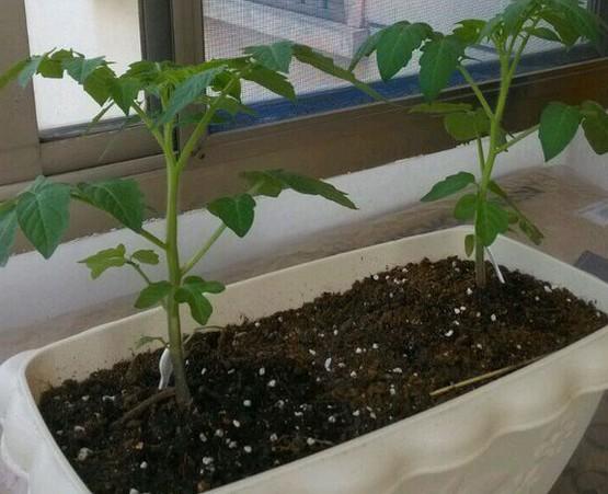 西红柿可以落蔓吗，注意什么「夏天小番茄怎么种植视频教程」 西红柿可以落蔓吗，注意什么「夏天小番茄怎么种植视频教程」 番茄病虫害防治
