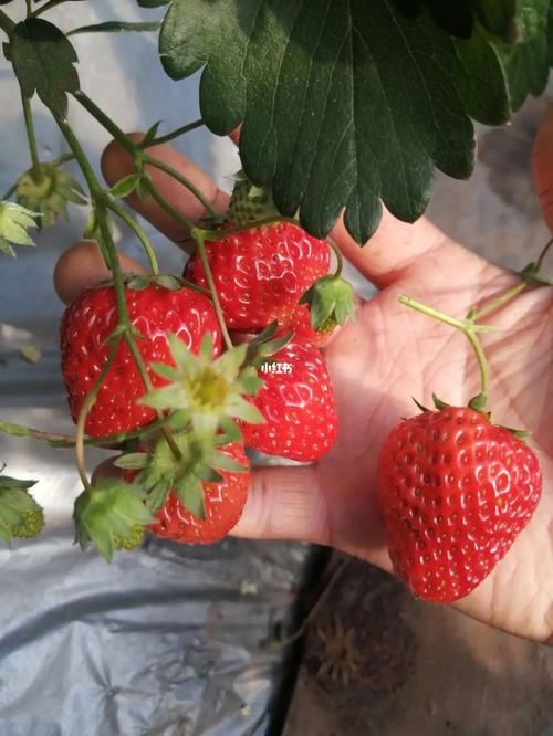 五彩小番茄是转基因吗「七彩番茄怎么种植视频」 五彩小番茄是转基因吗「七彩番茄怎么种植视频」 番茄病虫害防治