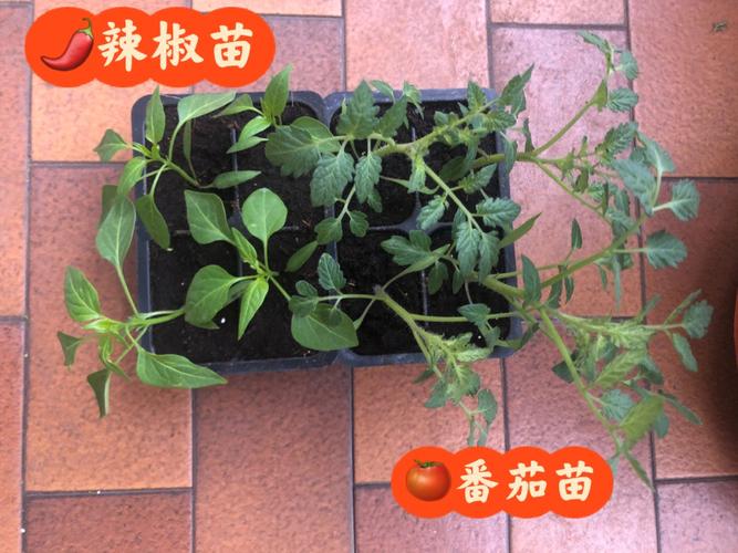 西红柿苗和辣椒苗能种在一起不「菜园番茄辣椒怎么种植的视频」 西红柿苗和辣椒苗能种在一起不「菜园番茄辣椒怎么种植的视频」 番茄病虫害防治