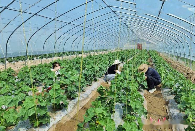 在农村种植大棚蔬菜,如何来适度的管理「蔬菜种植的管理技巧有哪些」 农业常识 在农村种植大棚蔬菜,如何来适度的管理「蔬菜种植的管理技巧有哪些」 在农村种植大棚蔬菜,如何来适度的管理「蔬菜种植的管理技巧有哪些」 农业常识