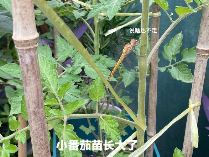 星星瓢虫怎么养「樱花小番茄怎么种植视频」 星星瓢虫怎么养「樱花小番茄怎么种植视频」 番茄病虫害防治