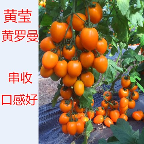 黄罗曼西红柿种植方法「黄番茄种子怎么种植方法」 黄罗曼西红柿种植方法「黄番茄种子怎么种植方法」 番茄病虫害防治