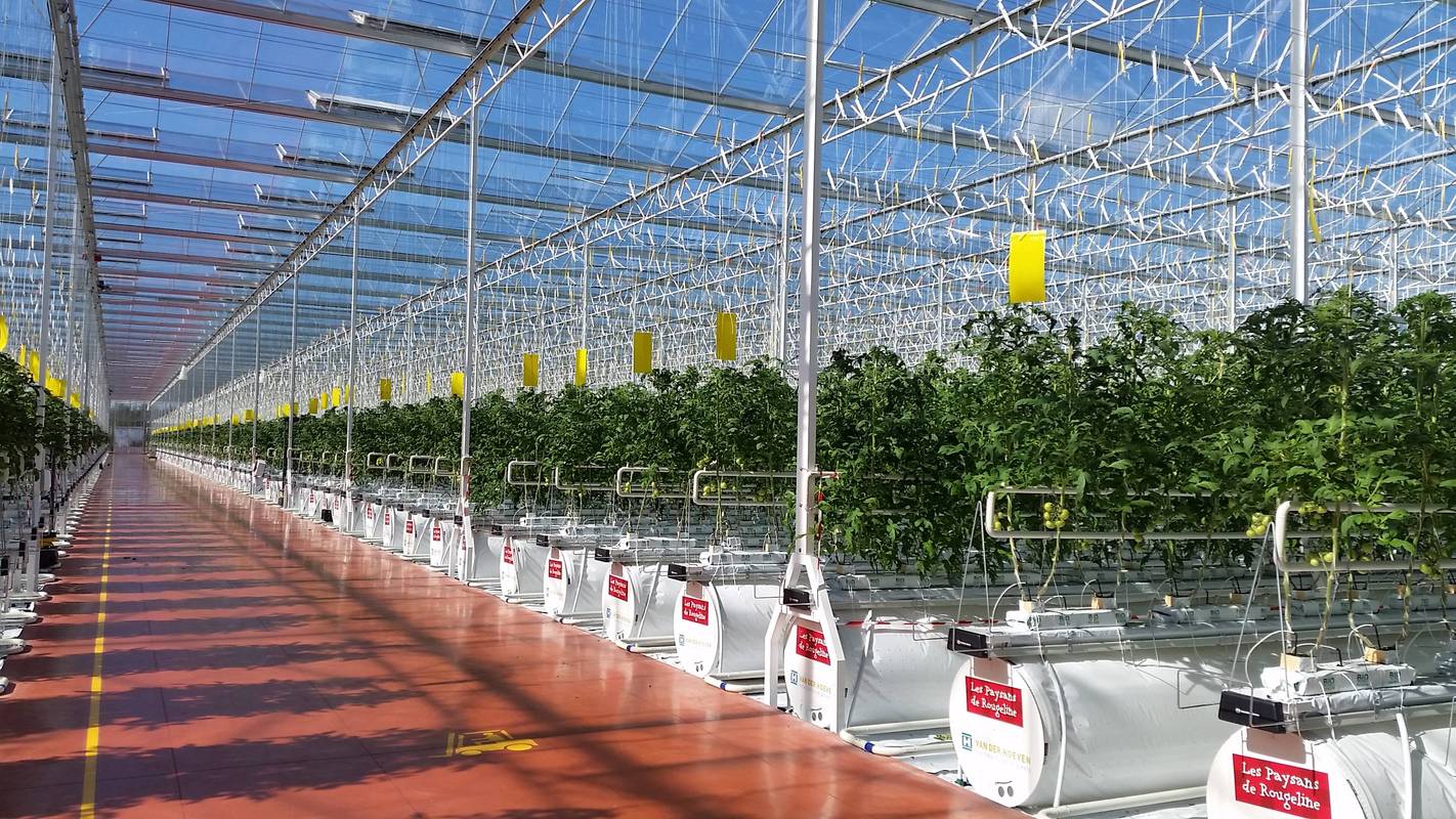 大棚种植番茄技术「温室里的番茄怎么种植的」 大棚种植番茄技术「温室里的番茄怎么种植的」 种植技巧