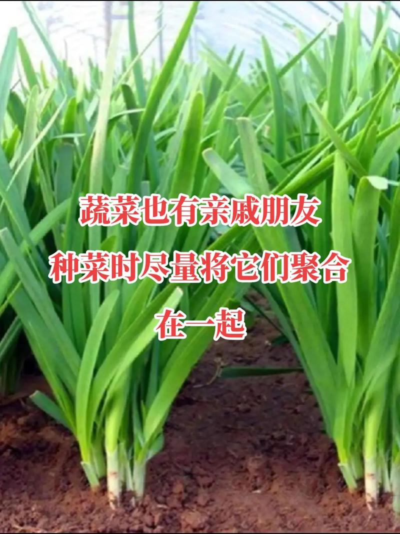 生粪浇地，蔬菜和草都不长，如何恢复原来地貌「烂地蔬菜种植小技巧图片大全」 生粪浇地，蔬菜和草都不长，如何恢复原来地貌「烂地蔬菜种植小技巧图片大全」 植物种类